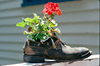 FlowerShoe