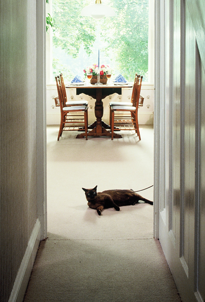 table & cat